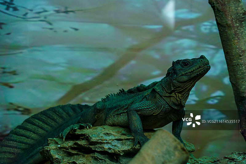 广州动物园的蜥蜴图片素材