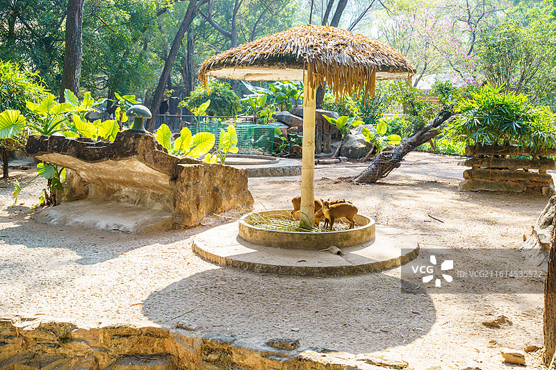 广州动物园的各种动物，汉墓盗洞图片素材