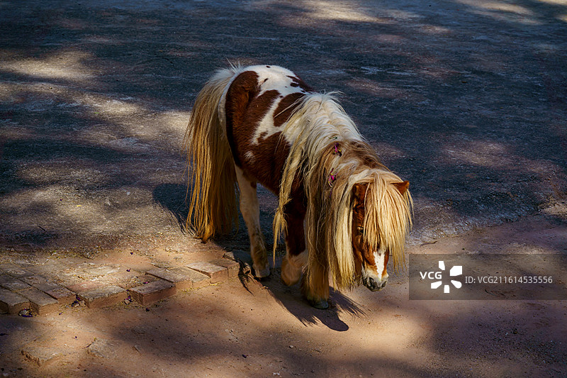 广州动物园的各种动物，汉墓盗洞图片素材