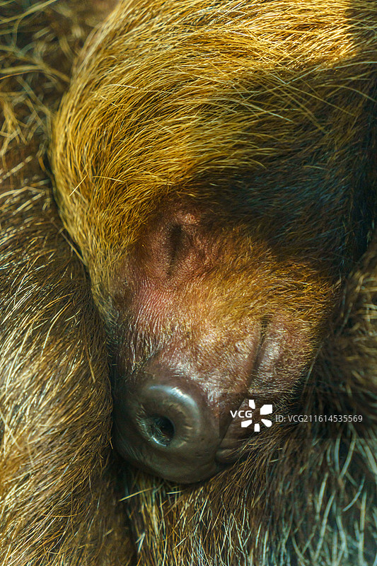 广州动物园的各种动物，汉墓盗洞图片素材
