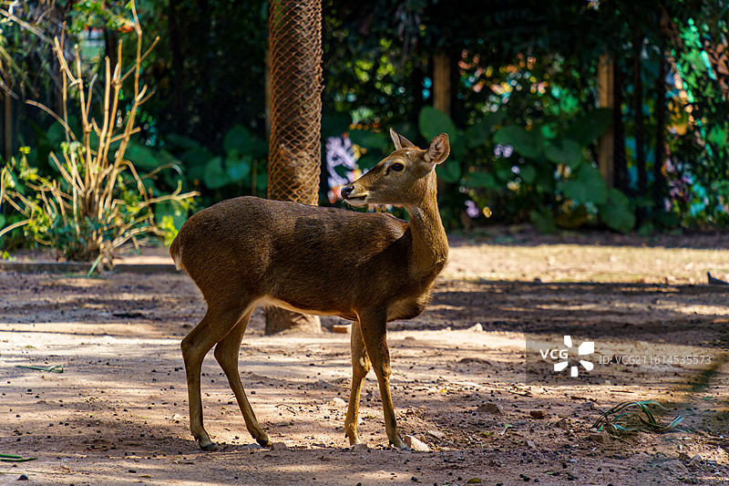 广州动物园的各种动物，汉墓盗洞图片素材