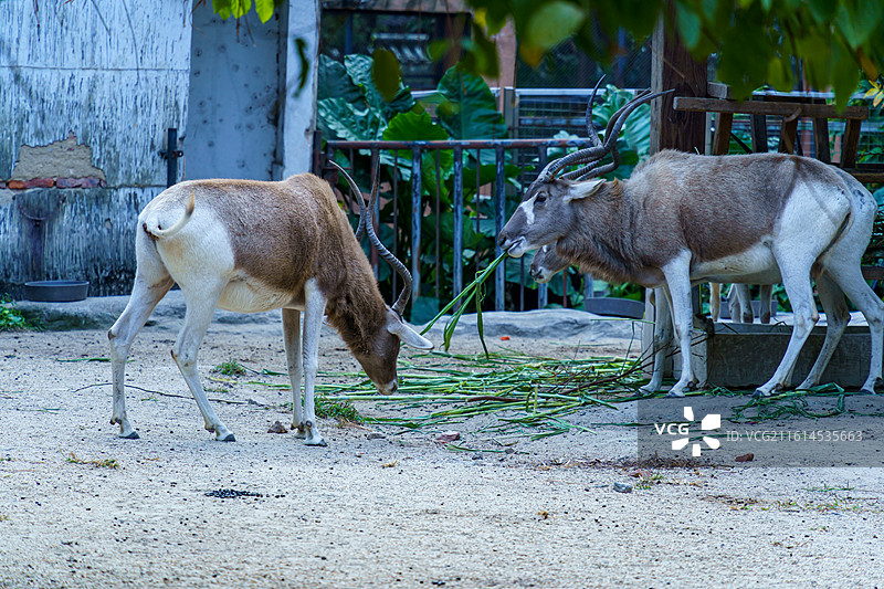 广州动物园的各种动物，汉墓盗洞图片素材