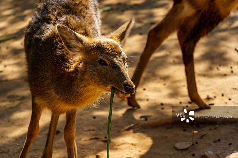 广州动物园的各种动物，汉墓盗洞图片素材