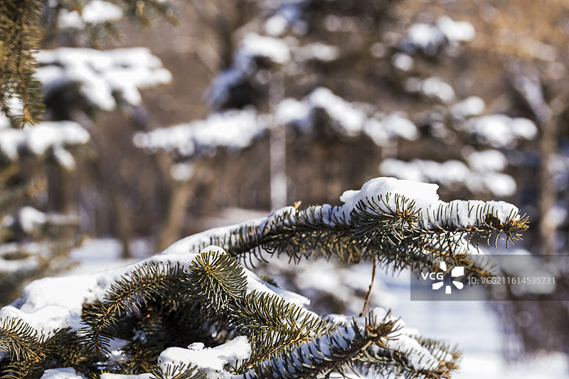 雪压枝头图片素材