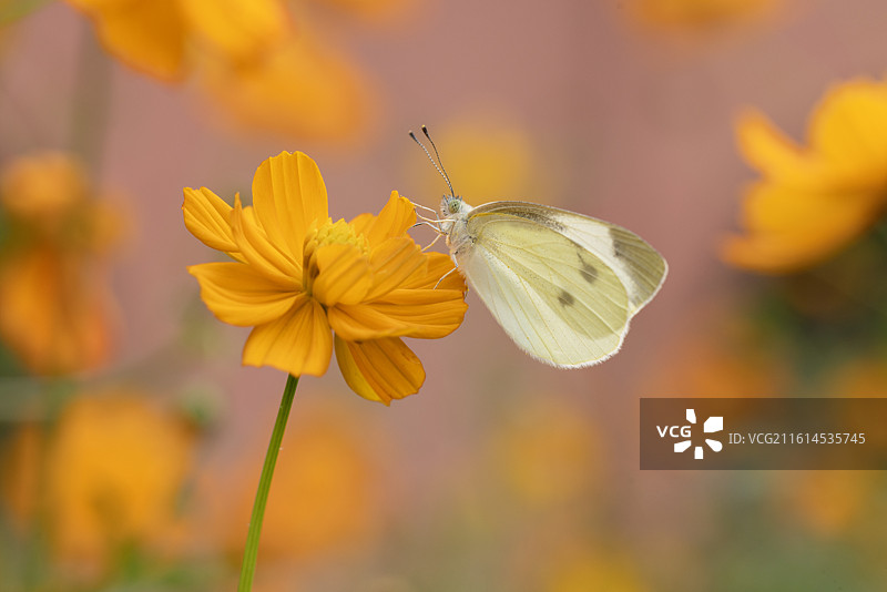 黄秋英图片素材