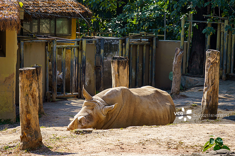 广州动物园的各种动物，汉墓盗洞图片素材