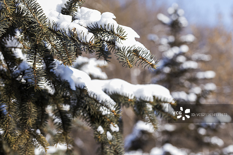 雪压枝头图片素材