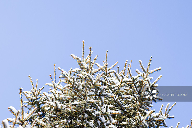 雪压枝头图片素材