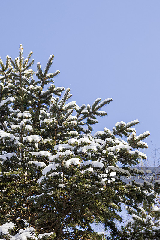 雪压枝头图片素材