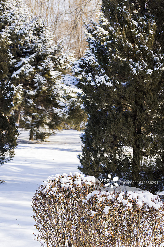 雪压枝头图片素材