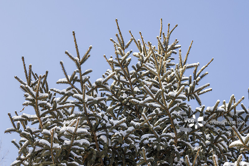 雪压枝头图片素材