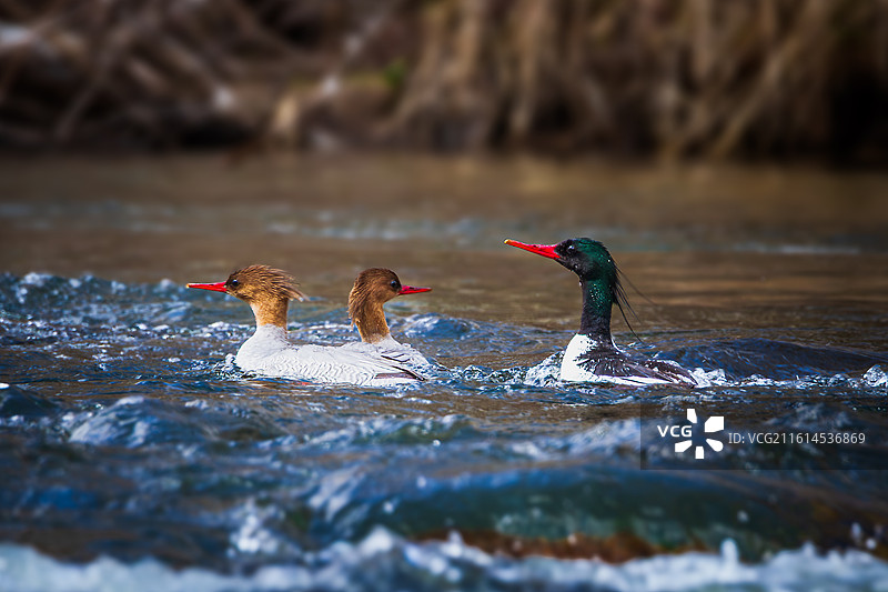 鸟类大熊猫图片素材