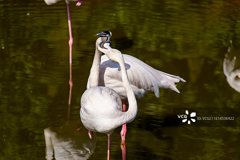 广州动物园的火烈鸟图片素材