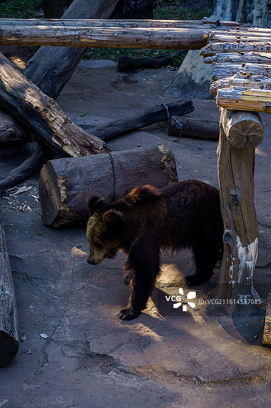 广州动物园里的猛兽图片素材