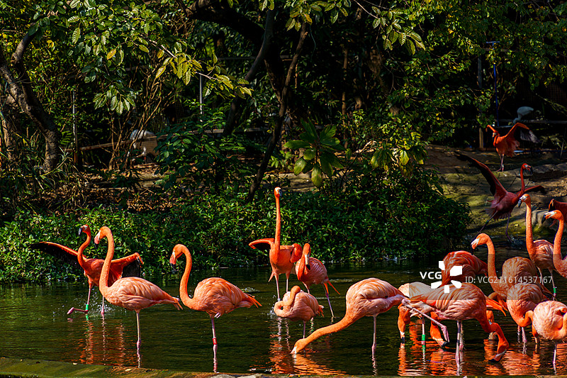 广州动物园的火烈鸟图片素材