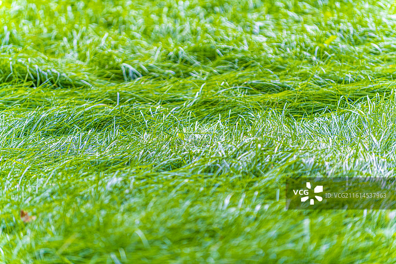 郁郁葱葱的 绿色草地 特写视图 新疆乌鲁木齐图片素材