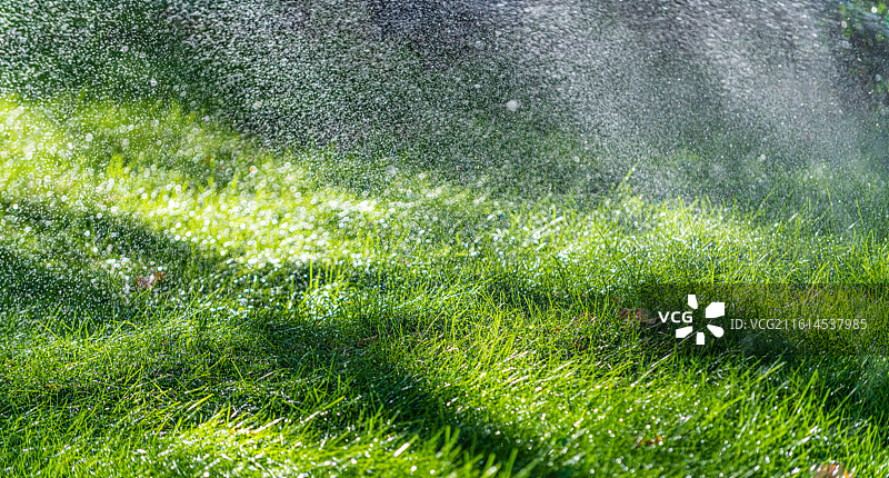 郁郁葱葱的 绿色草地 特写视图 新疆乌鲁木齐图片素材