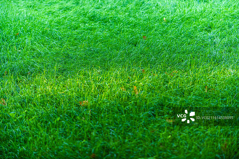 郁郁葱葱的 绿色草地 特写视图 新疆乌鲁木齐图片素材