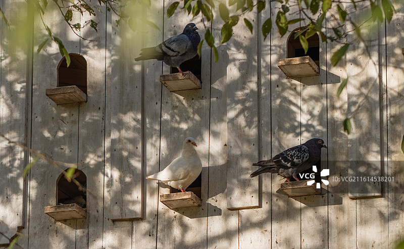 无人,户外,自然,动物主题,鸟类,动物,野生动物,野外动物,白昼,绿色,日光,树,一只动物,水禽,草图片素材