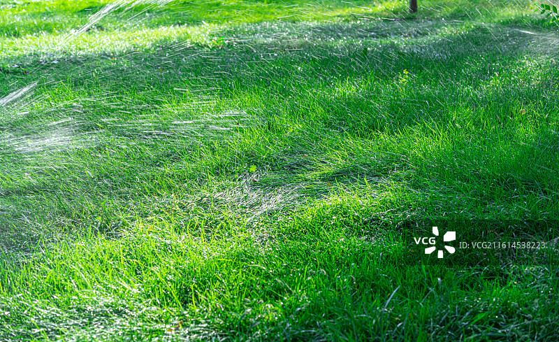 郁郁葱葱的 绿色草地 特写视图 新疆乌鲁木齐图片素材