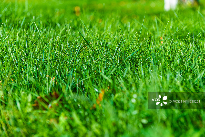 郁郁葱葱的 绿色草地 特写视图 新疆乌鲁木齐图片素材
