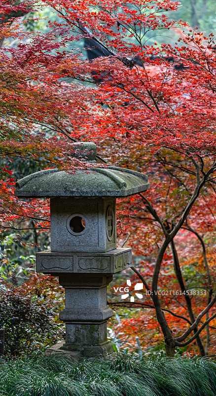 浙江杭州西湖灵隐永福禅寺红枫银杏枫叶红叶背景映衬中的最美寺院不二法门钱塘第一福地自然建筑景观图片素材
