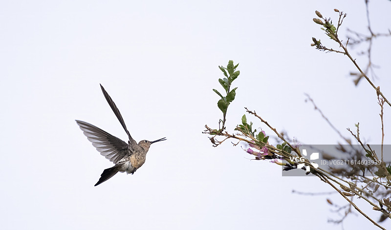 飞舞的巨蜂鸟图片素材