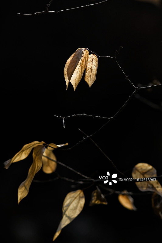 腊梅叶图片素材