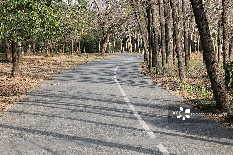 上海环城步道，冬季森林，林间小道，城市绿化，秋天，摩天轮图片素材