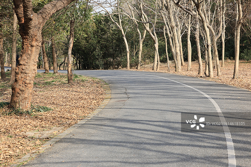 上海环城步道，冬季森林，林间小道，城市绿化，秋天，摩天轮图片素材