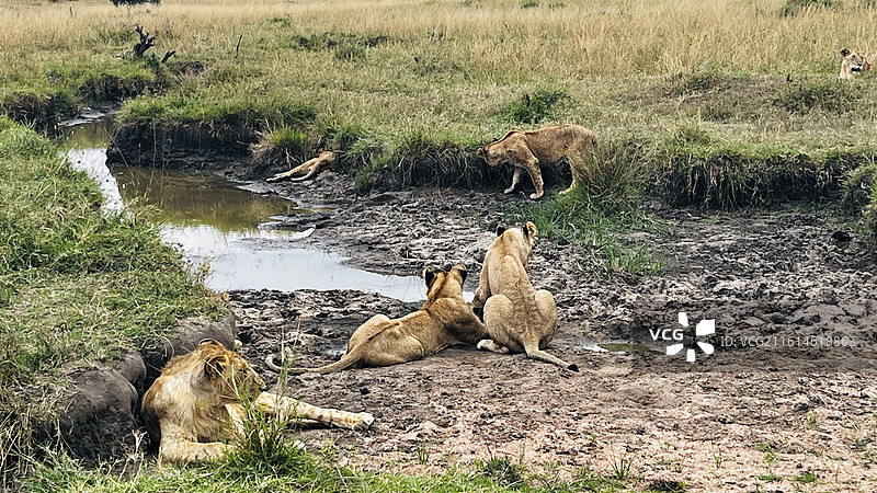 马赛马拉野生动物图片素材