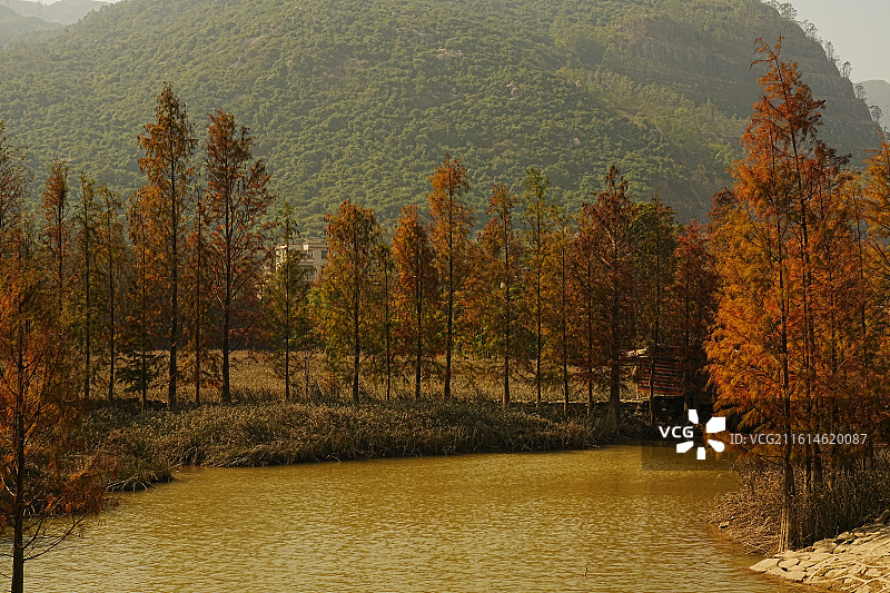 珠海斗门小黄杨图片素材