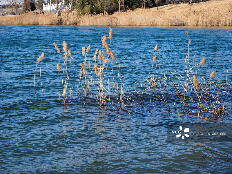 冬季晴空下的淄博文昌湖风光图片素材