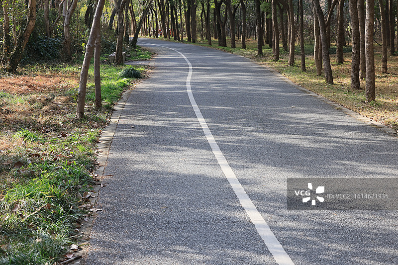 上海环城步道，冬季森林，林间小道，城市绿化，秋天，摩天轮图片素材