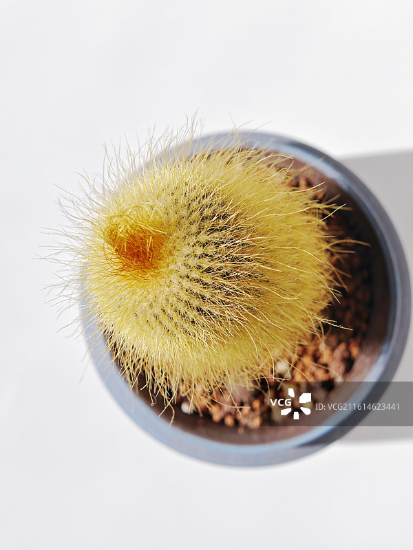 仙人球，盆栽仙人掌，毛茸茸的仙人球，可爱仙人球，仙人掌，金丝猴仙人球，多肉植物，带刺的植物，刺图片素材