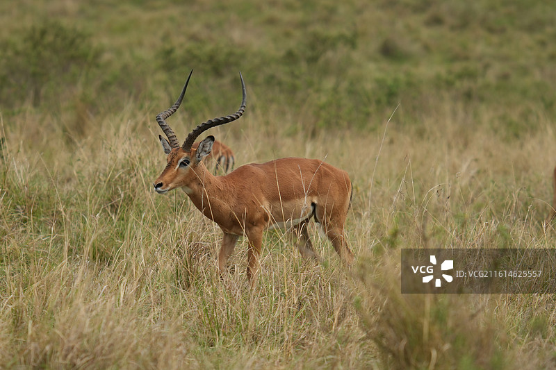 马赛马拉野生动物图片素材