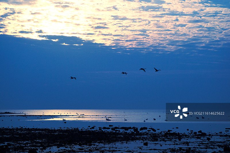 山东威海荣成冬季海边海滩上日出时波光粼粼的海面和海鸟剪影图片素材