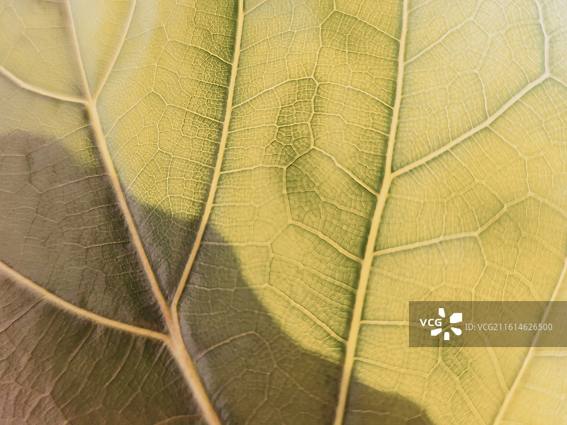 大琴叶榕叶子图片素材