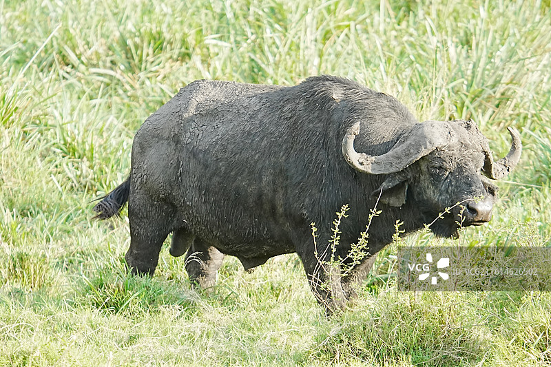 马赛马拉野生动物图片素材