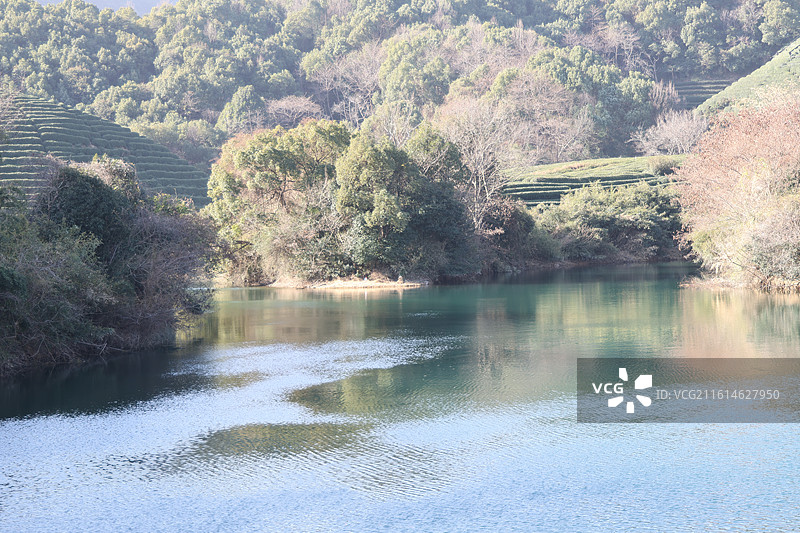 杭州龙坞茶山图片素材