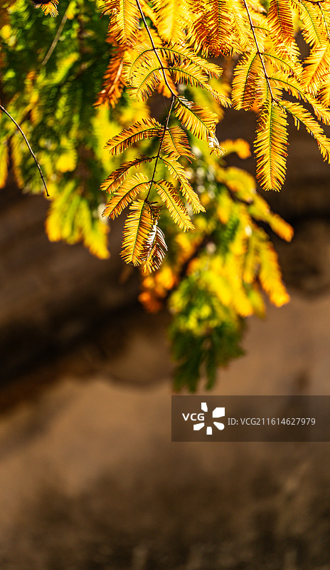 浙江嘉兴子城遗址公园秋色中的银杏树林落羽杉自然景观图片素材