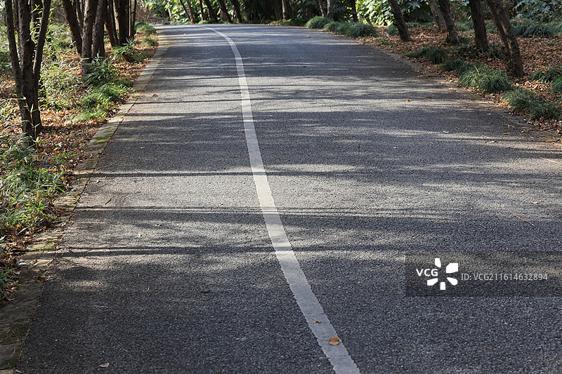 上海环城步道，冬季森林，林间小道，城市绿化，秋天图片素材