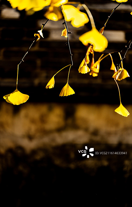 浙江嘉兴子城遗址公园秋色中的银杏树林落羽杉自然景观图片素材