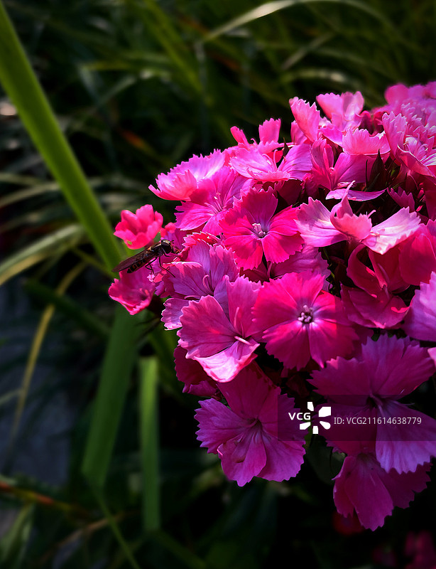 须苞石竹特写(2)图片素材