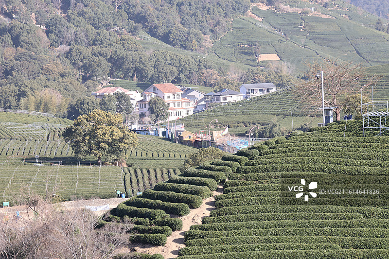 杭州龙坞茶山图片素材