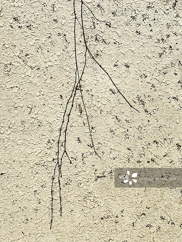 双胞胎（树枝与影）图片素材