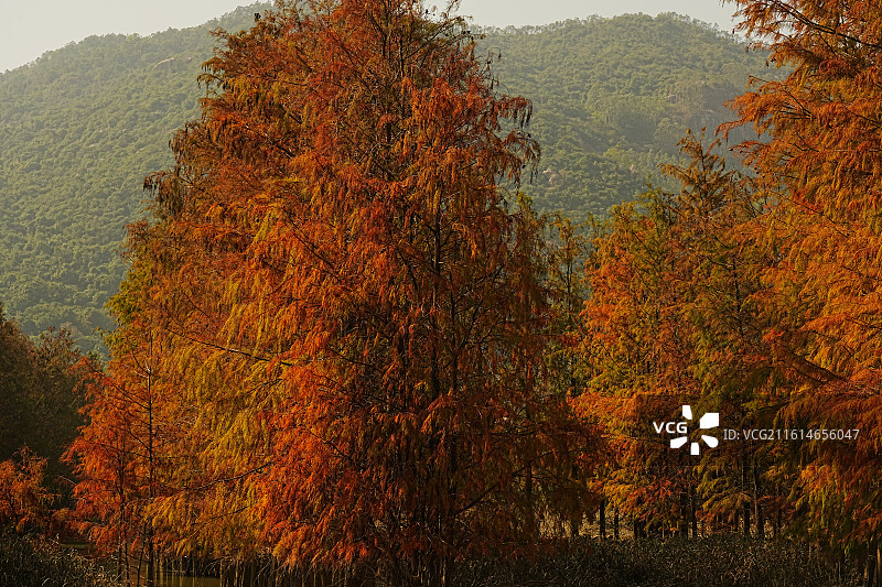 珠海斗门小黄杨图片素材