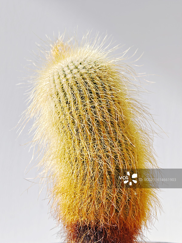 仙人球，盆栽仙人掌，毛茸茸的仙人球，可爱仙人球，仙人掌，金丝猴仙人球，多肉植物，带刺的植物，刺图片素材