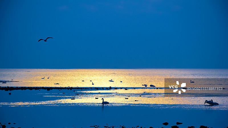 山东威海荣成冬季海边海滩上日出时波光粼粼的海面和海鸟剪影图片素材