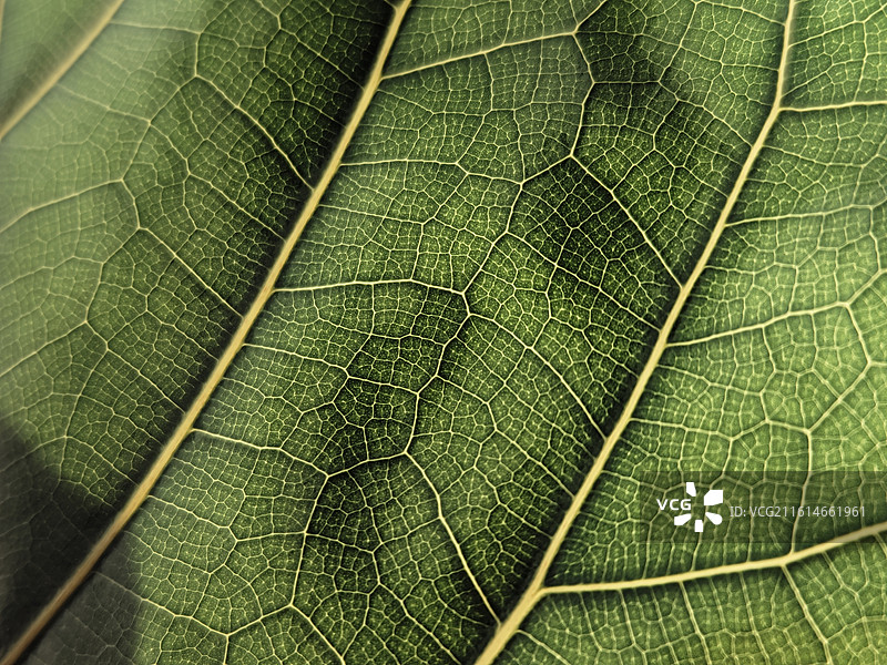 大琴叶榕叶子图片素材